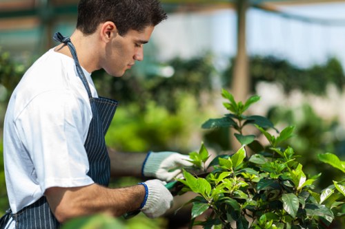 Professional Addington garden care in a landscaped yard