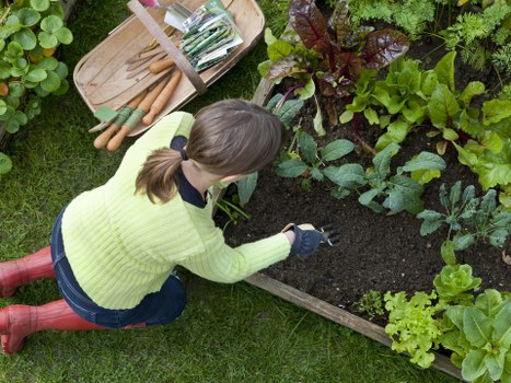Seasonal lawn maintenance in Addington for a tidy garden