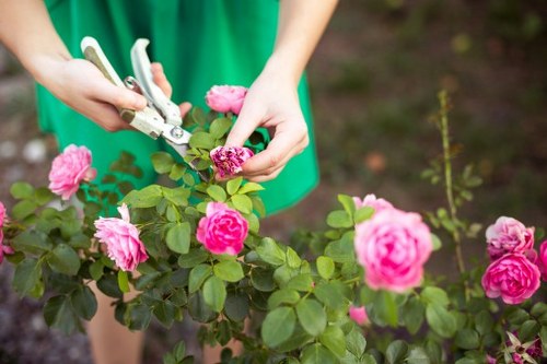 Seasonal lawn care and mowing service in Addington